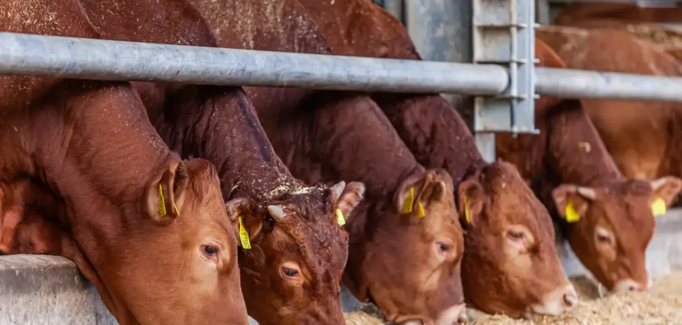 Hunland Cows