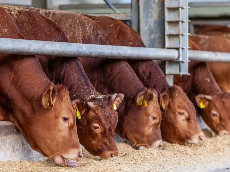 Hunland Cows